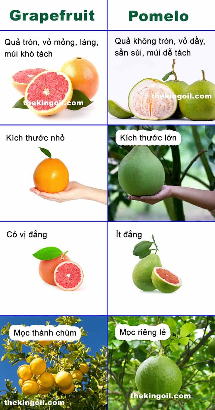 Phân biệt grapefruit với pomelo